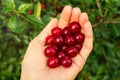 The berries of ripe cherry in the womanÃ¢â¬â¢s hand on the green background after rain. Royalty Free Stock Photo